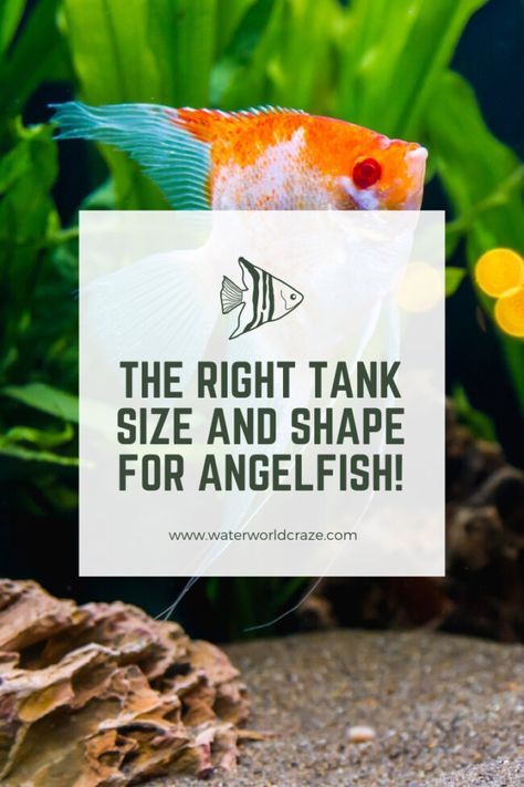 Angelfish Tank Ideas, Angel Fish Tank Ideas, Angelfish Tank, Angelfish Aquarium, Freshwater Angelfish, Angel Fish Tank, Indoor Aquarium, Biotope Aquarium, Fish Tank Themes