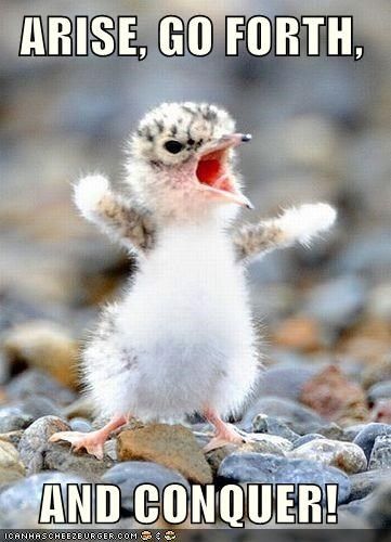 ARISE, GO FORTH, AND CONQUER! Animal Captions, Funny Animal Quotes, Funny Animal Memes, Animal Jokes, E Card, Animal Quotes, Funny Animal Pictures, Animal Photo, 귀여운 동물