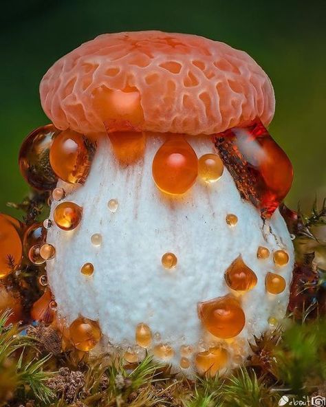 Nuts About Macro on Instagram: "Presents N U T S A B O U T M A C R O 🔍 Photographer: @jamie_hall_definitive_imaging C O N T E N T: Wrinkled Peach Mushroom 🍄 I N F O: At its best the Wrinkled Peach is a strong contender for the title 'Most Beautiful British Mushroom'. Until the major outbreak of Dutch elm disease in the second half of the 20th century, this was a rare mushroom, but then for a decade or two its food source, rotting elm wood, became commonplace. L O C A T I O N: London, United Wrinkled Peach Mushroom, Cool Mushrooms, Peach Mushroom, Mushroom Plant, Mushroom Pictures, Slime Mould, Valley Flowers, Watercolor Tips, Mushroom Fungi