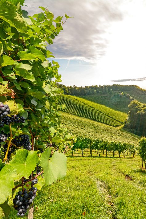 🍇 Sip and savor your way through these iconic French wine regions! 🍷 Start in Champagne, where bubbly delights await. Then, explore the charming villages of Alsace from Strasbourg to Colmar. Discover the Black Forest, Burgundy's Beaune, and elegant Dijon. End in Paris, cruising the Seine and wandering Montmartre. Cheers to this wine lover's dream tour! 🥂 #France #Paris #WineTours #Champagne #Europe #Discover #Travel #SeniorDiscoveryTours French Wine Regions, The Black Forest, The Seine, French Wine, France Paris, Travel Packages, Wine Region, Colmar, Strasbourg