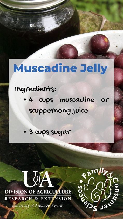 Muscadine Jelly Recipe, Muscadine Recipe, Muscadine Jelly, Pressure Canning Recipes, Jams And Jellies, How To Make Jelly, Canning Vegetables, Jelly Recipe, Jam And Jelly