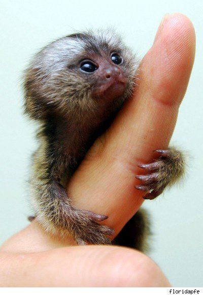 I want a finger monkey!!!!!!!!!!!!!!!!!!!!!!!!!!!!!!!!!!!!!!!!!!!!!!!!!!!!!!!!!!!!!!!!!!!!!!!!!!!!!! like oh my gawsh Finger Monkey, Pygmy Marmoset, Marmoset Monkey, Tiny Monkey, Small Monkey, Monkey Pictures, Pet Monkey, Cute Monkey, Baby Monkey