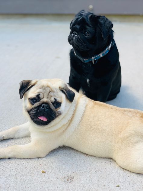 Black or fawn doesn’t matter Pugs are a favorite! Pug Black, Black Pugs, Black Pug Puppies, Fawn Pug, Pug Mom, Cheap Dogs, Animal Advocacy, Black Pug, Dog Info