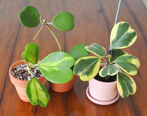 The top 5 Hoya care mistakes + how to correct them — Stamen & Stem Hoya Care, Hindu Rope Plant, Hoya Kerrii, Lucky Plant, Plant Goals, Plant Care Houseplant, Indoor Plant Care, Trailing Plants, Cactus Plant