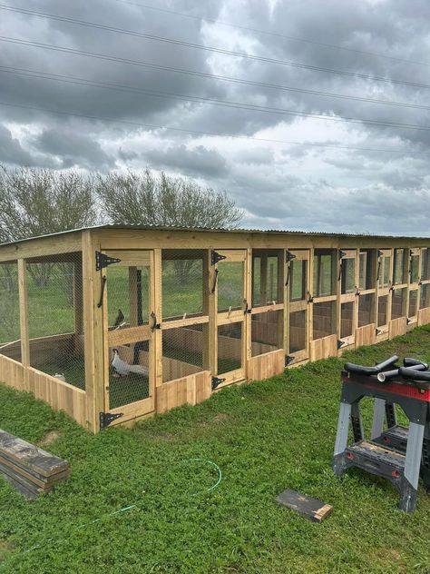 Minimalist Chicken Coop, Chicken Set Up, Chicken Barn Ideas, Chicken Runs Ideas Pens, Turkey Coop, Reban Ayam, Poultry Farm Design, Quail Coop, Easy Chicken Coop