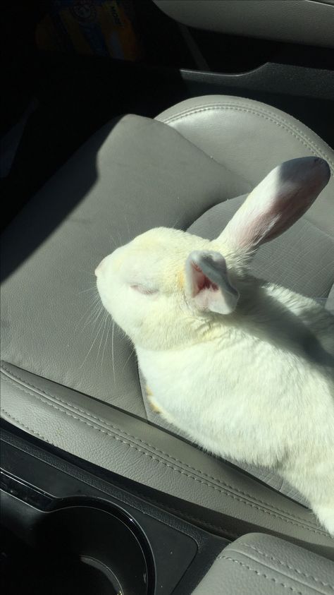 Florida White Rabbit, Bun Bun, Animal Photos, Cute Animal Photos, White Rabbit, Fake Story, Cute Friends, Animal Photo, Animal Lovers