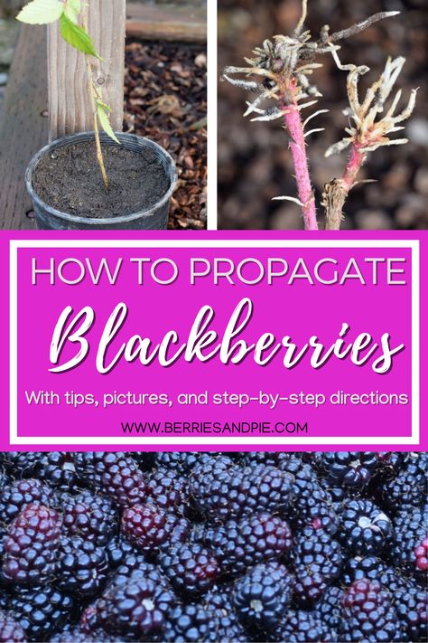 Blackberry Bushes Care How To Grow, Preserving Blackberries, How To Propagate Blackberries, Blackberry Pruning, Propagating Blackberry Plants, Propagate Blackberries, Blackberry Propagation, Blackberry Tree, When To Plant Blackberries