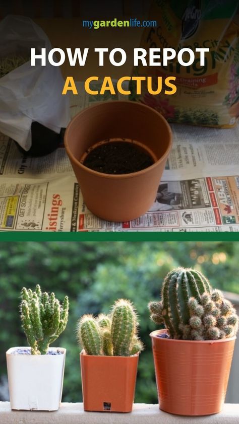 Indoor Cactus Garden, Small Cactus Plants, Indoor Cactus Plants, Christmas Cactus Care, Cactus House Plants, Baby Cactus, Cactus Terrarium, Cactus Care, Easy Plants To Grow