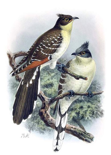 Great spotted cuckoo Zoo Art, Vintage Bird Illustration, Bird Drawing, Nature Posters, Bird Drawings, Bird Illustration, Vintage Birds, World Art, The Birds