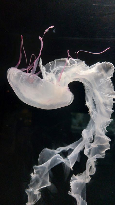 Medusa Animal, Jellyfish Pictures, Sea Jellies, Princess Jellyfish, Jellyfish Art, Beautiful Sea Creatures, Ocean Vibes, Marine Animals, Ocean Creatures