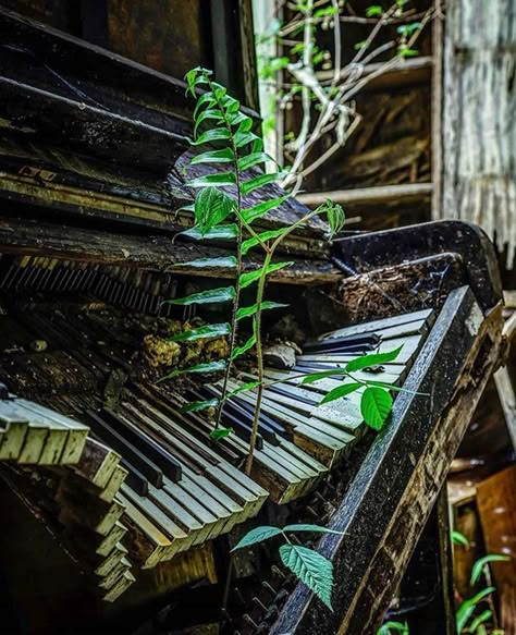 A Piano Left To Nature Nature Overtaking, Nature Takes Back, Nature Reclaiming, Decay Art, Reclaimed By Nature, Campfire Stories, Castles In Ireland, Bodhi Tree, Abandoned Things