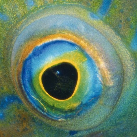 Animals Eyes, Fish Eyes, Animal Eyes, Eye Close Up, Eye Pictures, Eye Of The Storm, Beautiful Sea Creatures, Fish Eye, Eye Painting