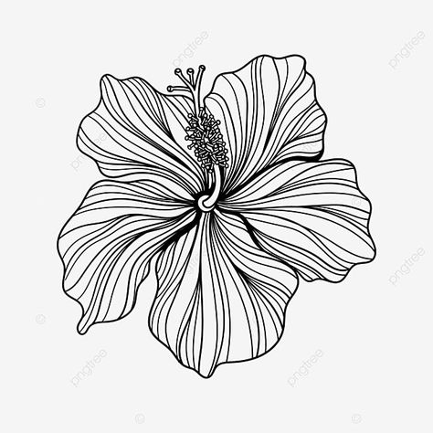 Hibiscus Flower Line Art, Hubiskis Flower Drawing, Hibiscus Line Drawing, Hibiscus Line Art, Hibiscus Vector, Hibiscus Flower Illustration, Line Drawn Flowers, Hibiscus Illustration, Hibiscus Flower Drawing