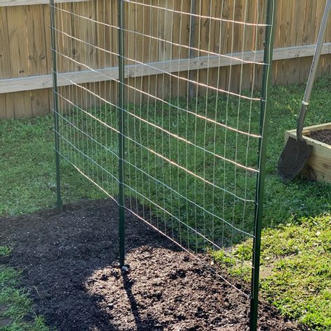 How to Make a Green Bean Trellis Using Welded Wire Green Bean Lattice, Trellis Green Beans, Green Bean Garden Trellis, Bean Supports Vegetable Garden, Garden Peas Trellis, Diy Pole Bean Trellis, Green Bean Garden Ideas, Diy Green Bean Trellis, Homemade Garden Trellis