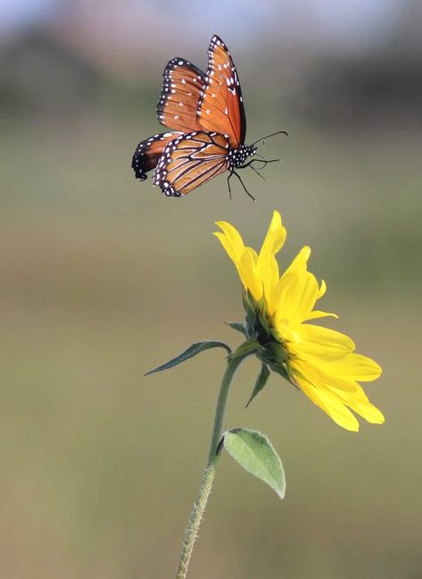 Forest Nursery Mural, Monarch Butterfly Flying, Enchanted Forest Nursery, Butterfly Pics, Flying Photography, Queen Butterfly, Fly Drawing, Blooming Sunflower, Butterfly Flying