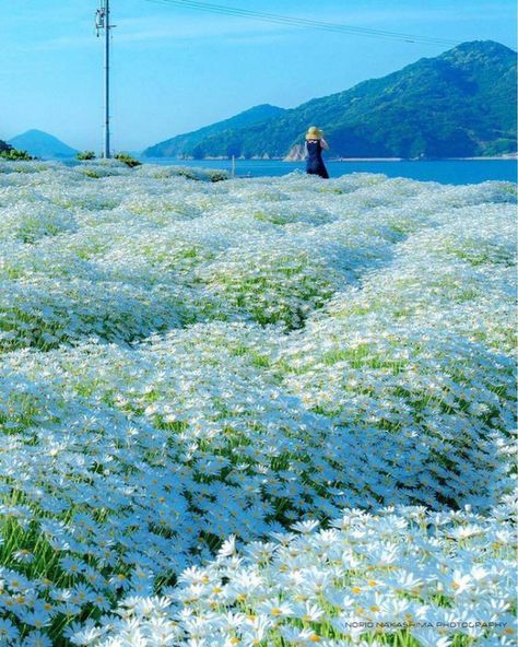 Beautiful Scenery Pictures, Field Of Flowers, Wallpaper Nature Flowers, Beautiful Scenery Nature, Pictures To Paint, Flower Field, Nature Wallpaper, Nature Beauty, Beautiful Nature