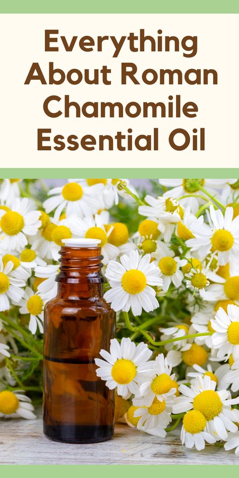 Are you looking for a natural way to relax and rejuvenate your mind and body? Roman Chamomile Essential Oil might be just what you need! This gentle and soothing oil has been used for centuries for its calming properties and numerous health benefits. In this article, we’ll explore everything you need to know about Roman Chamomile Essential Oil and how to incorporate it into your daily routine. Green Roots, Chamomile Plant, Fennel Essential Oil, Roman Chamomile Essential Oil, Diy Lotion, Ginger Essential Oil, Roman Chamomile, Chamomile Essential Oil, Carrier Oil