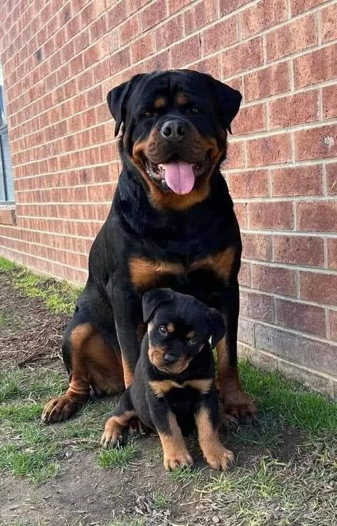 Rottweiler Dog Puppy, German Rottweiler Puppies, Rottweiler Breed, Rottweiler Love, Rottweiler Mix, Dogs Images, Rottweiler Lovers, Super Cute Dogs, Cute Dogs Images