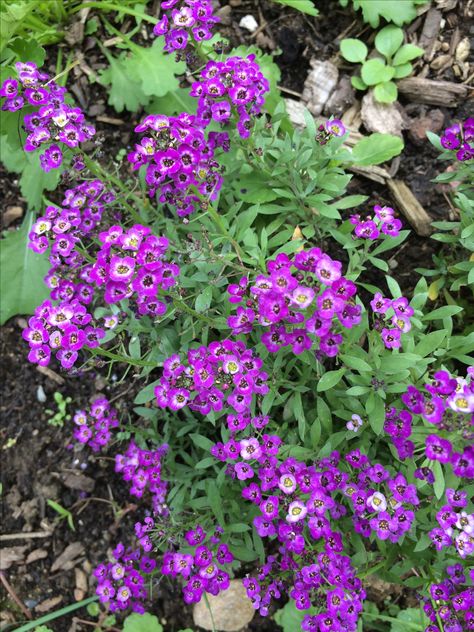 Sweet Asylum worked well near herbs Pollinator Plants, Victory Garden, Language Of Flowers, All About Plants, Planting Herbs, Landscaping Plants, Garden Beds, Plant Care, Vegetable Garden