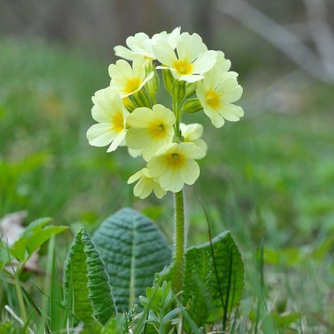 Primula Vialii, Primula Denticulata, Shakespeare Garden, Primula Auricula, Yellow Springs, Cold Frame, Woodland Garden, Garden Care, Plant Collection