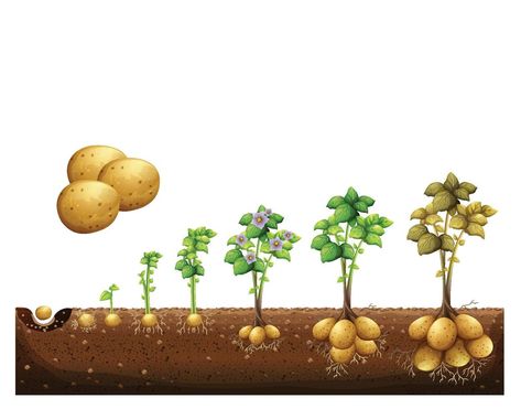 Potato Tattoo, Plant Growth Stages, Carrot Plant, Cartoon Potato, Orange Carrots, How To Plant Carrots, Root Vegetable, Root Vegetables, Life Cycle