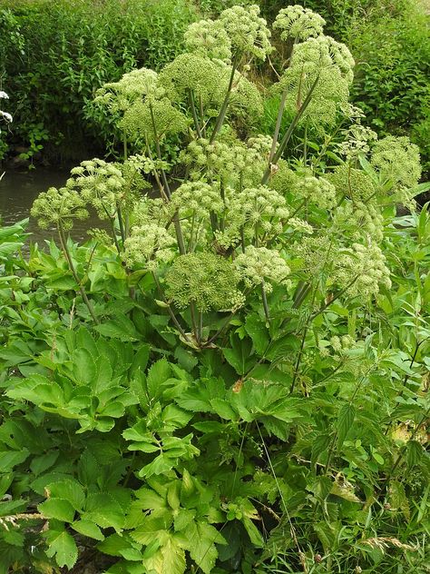 Angelica Plant Flower, Angelica Herb Uses, Angelica Plant, Angelica Herb, Forage Recipes, Angelica Flower, Gothic Gardens, White Perennials, Medicine Plants