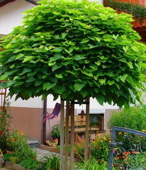 Catalpa Indian bean tree Ornamental Trees, Trees To Plant, Grapes, Trees, Plants