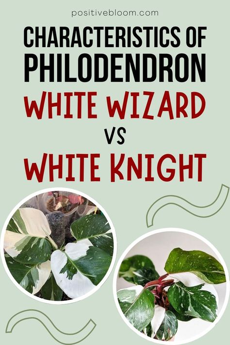 Indoor Plant Care Guide, Plants Grown In Water, White Wizard, Philodendron Plant, White Knight, Indoor Plant Care, Yard Work, Cool Plants, Tropical Plants