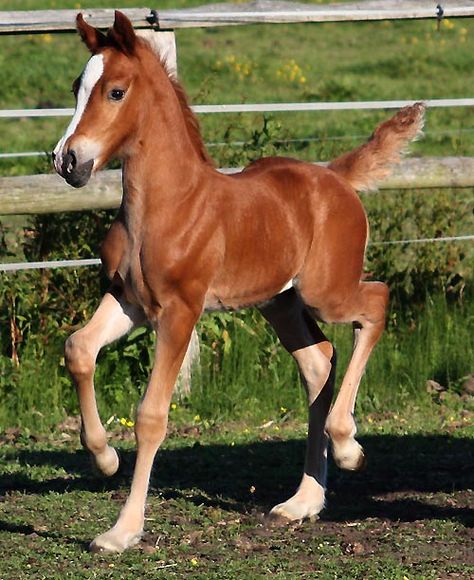 Beautiful Horses Photography, Horse Anatomy, Beautiful Horse Pictures, Most Beautiful Horses, Baby Horses, Majestic Horse, Chestnut Horse, All The Pretty Horses, Pretty Animals