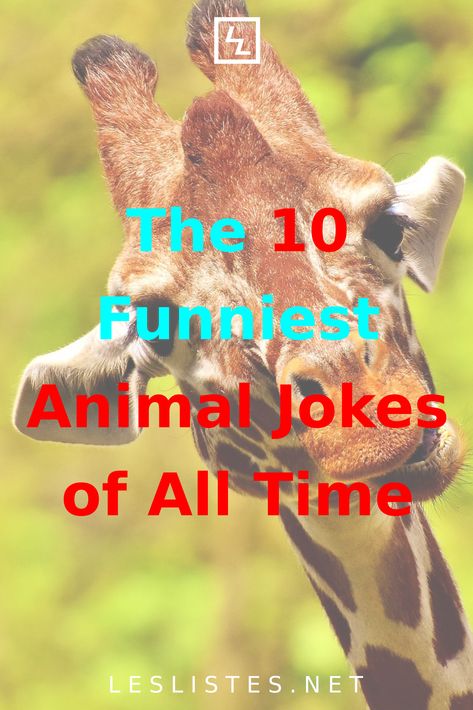 Animals have always been a source of inspiration for jokes, and the 10 funniest animal jokes of all time will make you laugh. 10 Funniest, Funny Animal Jokes, Sassy Quotes, Jokes For Kids, Cute Animal Pictures, Animal Jokes, Zoo Animals, You Funny, Source Of Inspiration