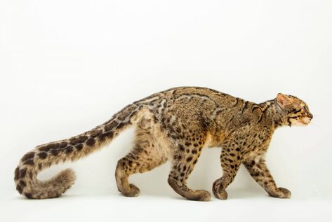 A portrait of a marbled cat (Pardofelis marmorata marmorata). Marbled Cat, Small Wild Cats, Joel Sartore, Cat Anatomy, Clouded Leopard, Cat Reference, Animal Study, Cat Pose, Pretty Animals