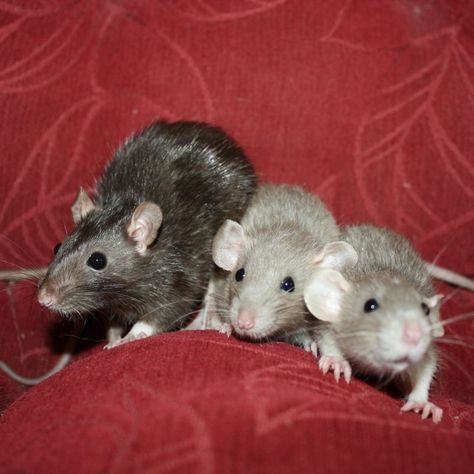 Three little rats Baby Rats, Fancy Rat, Ceramics Inspiration, Cute Rats, Mouse Rat, Third Baby, Pet Rats, Cute Mouse, Hamsters