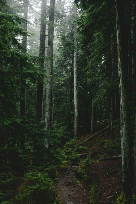 Paradis Sombre, Woods Aesthetic, 숲 사진, Dark Naturalism, Dark Forest Aesthetic, Dark Green Aesthetic, Slytherin Aesthetic, Wallpaper Pastel, Walk In The Woods