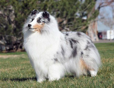 The Shetland Sheepdog, or ‘Sheltie' as they are often called, generally resembles the Collie in miniature. Because of the similarity, they are often called a Miniature Collie, but the Sheltie is actually a distinctly separate breed, and was not bred down from the fullsize Collie. The breed evolved from hardy ancestors which lived on the Shetland Islands off the northeast coast of Miniature Collie, Sheepdog Breeds, Shetland Sheepdog Blue Merle, Shetland Islands, Purebred Dogs, Blue Merle, Shetland Sheepdog, Guard Dogs, Cute Dogs And Puppies