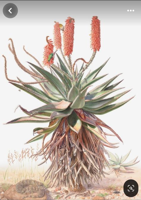 Alwyn Plant, Fynbos Flowers, Aloe Art, South African Flowers, Az Art, Oil Painting Inspiration, Succulent Art, Lion Painting, Flowery Wallpaper