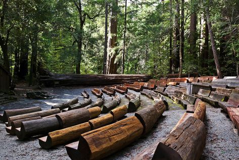 Amphitheatre among the Redwoods in Big Basin State Park, CA Big Basin, Outdoor Stage, Urban Forest, The Redwoods, Outdoor Theater, Park Landscape, Urban Park, Outdoor Classroom, Nature Play