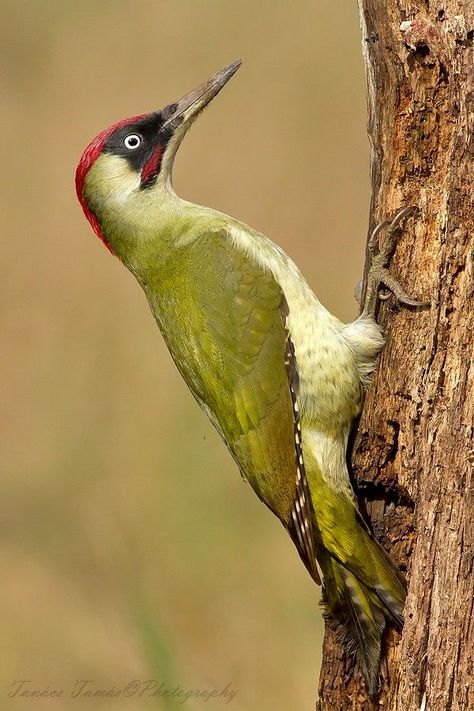 Picus viridis European Wildlife, Green Woodpecker, Bird Photos, Garden Birds, Picture Books Illustration, Colored Pencil Techniques, British Wildlife, Green Bird, Owl Bird