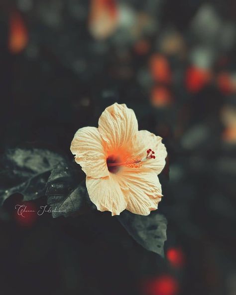 Clicks Of Clarity™ | 70k● on Instagram: “What is the name of this flower in your language? • • Picture Credit ( @chinnu.the_black.so.ul ) • 🇨 🇴 🇳 🇬 🇷 🇦 🇹 🇺 🇱 🇦 🇹 🇮 🇴 🇳 🇸 • • • •…”