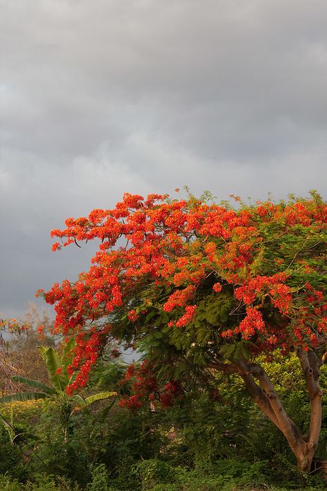 Flame tree | Above a flame tree (Delonix regia) a thundersto… | Flickr Delonix Regia, Sanur Bali, Flame Tree, Bali, Indonesia, Building, Plants, Travel