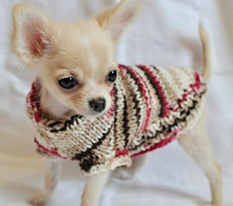 Hundepullover selber stricken oder aus einem alten Pulli basteln Doggie Sweaters, Healthiest Dog Breeds, Toy Dogs, Teacup Chihuahua, Cute Chihuahua, Chihuahua Lover, Chihuahua Love, Chihuahua Dog, Chihuahua Puppies