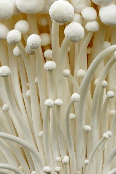 Enoki Mushrooms // photo by Andy Phillipson – Kew Gardens Botanical Prints Segovia Amil, Enoki Mushrooms, Lichen Moss, Slime Mould, White Mushrooms, Mushroom Fungi, Airbrush Art, Natural Forms, Patterns In Nature