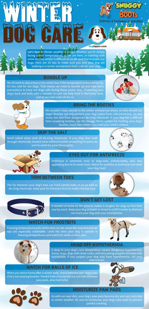 Dog Infographic, Dog Health Tips, Food Dog, Dog Walks, Dog Information, Puppy Training Tips, Dog Health Care, Dog Safety, Dog Hacks