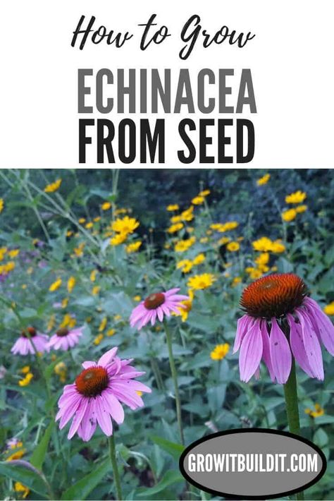 When To Plant Echinacea Seeds, Planting Echinacea Seeds, Growing Perennials From Seed, Growing Echinacea From Seed, Echinacea Landscaping, Cone Flowers Perennials, Oklahoma Landscaping, Echinacea Garden, Echinacea Seeds