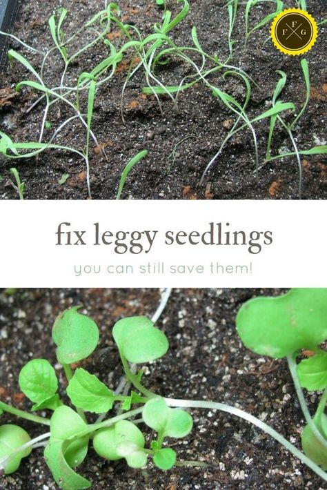 How to prevent and fix leggy seedlings Leggy Seedlings, Indoor Vegetables, Vegetable Garden Planner, Vegetable Garden Tips, Rose Plant, Indoor Vegetable Gardening, Organic Vegetable Garden, Garden Planner, Garden Types