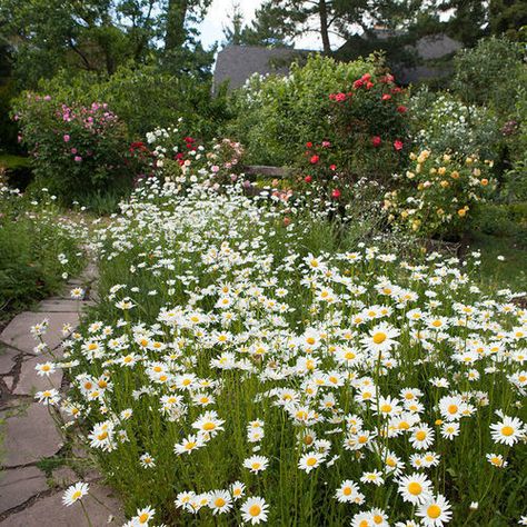 Fairy Garden Fence, Daylily Garden, Privacy Plants, Flower Cottage, Educate Yourself, Garden Plans, Fine Gardening, Garden Pictures, Gardening Advice