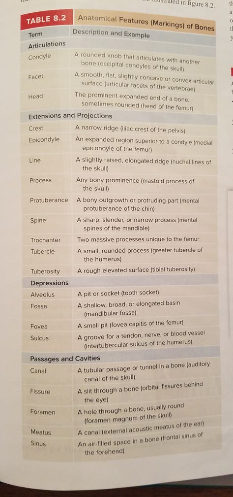 Bone Markings Skeletal System Anatomy, Massage Therapy School, Human Skeleton Anatomy, Nursing Motivation, Physical Therapy Assistant, Anatomy Bones, Basic Anatomy And Physiology, Medical Student Study, Medical Laboratory Science