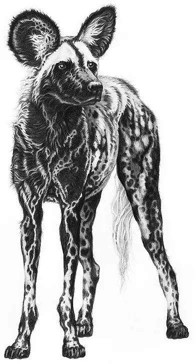 African Wild Dog Sketch, African Wild Dog Tattoo, Crazy Sketches, Hyena Art, Painted Dogs, Petit Tattoo, Painted Dog, Wild Dog, African Wild Dog