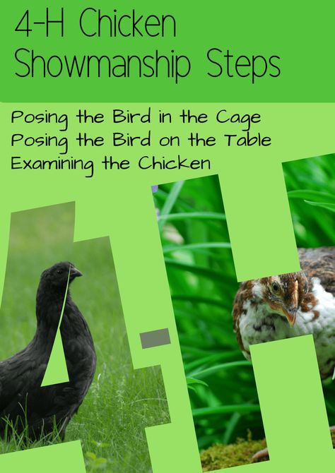 4-H Chicken Showmanship Steps - The Pioneer Chicks 4h Chicken Project, 4 H Clover, Heritage Chicken Breeds, Heritage Chickens, 4 H Club, Ag Teacher, Showing Livestock, Animal Science, Chicken Farm