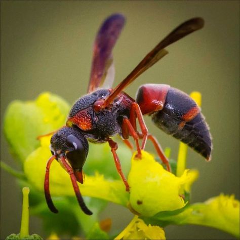 Tyranid Hive, Ruta Graveolens, Wasp Nest, Bees And Wasps, Arthropods, Wasp, Spiders, Beautiful Creatures, Red And Black