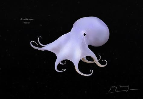 Casper Illustration, Ocean Matching Pfp, Ghost Octopus, Octopus Aesthetic, Cute Marine Animals, Marine Core, Deep Sea Creatures, Scientific Name, Beautiful Sea Creatures